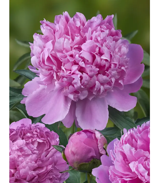 Intensiv rosa Pfingstrosen „Monsieur Jules Elie“ | Kann pro Bund mit 10 Pfingstrosen bestellt werden