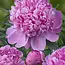 Intense pink peonies "Monsieur Jules Elie" | Can be ordered per bunch of 10 peonies