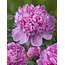 Intense pink peonies "Monsieur Jules Elie" | Can be ordered per bunch of 10 peonies