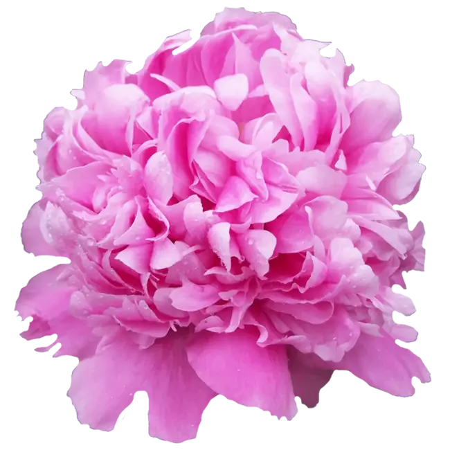 Intense pink peonies "Monsieur Jules Elie" | Can be ordered per bunch of 10 peonies