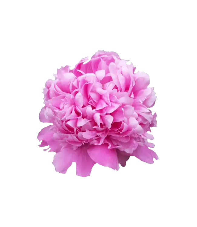 Intens roze pioenrozen "Monsieur Jules Elie" | Per bos van 10 pioenrozen te bestellen