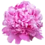 Intense pink peonies "Monsieur Jules Elie" | Can be ordered per bunch of 10 peonies