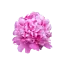 Intense pink peonies "Monsieur Jules Elie" | Can be ordered per bunch of 10 peonies