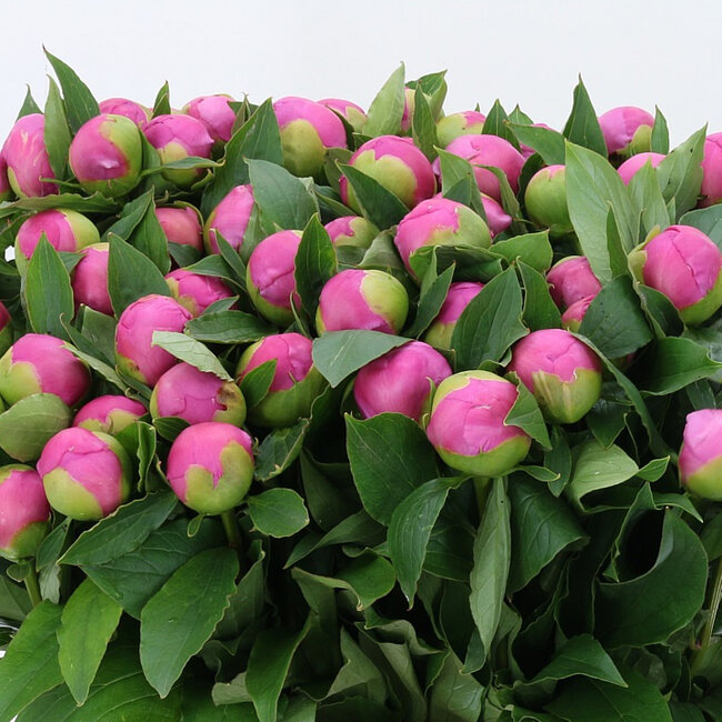 Intense pink peonies "Monsieur Jules Elie" | Can be ordered per bunch of 10 peonies