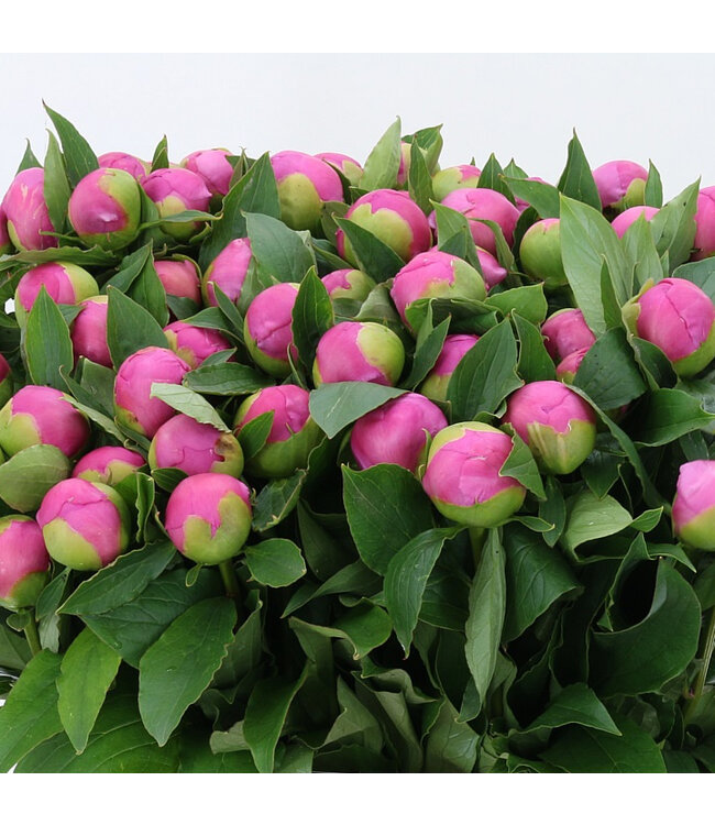 Intensiv rosa Pfingstrosen „Monsieur Jules Elie“ | Kann pro Bund mit 10 Pfingstrosen bestellt werden