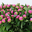 Intense pink peonies "Monsieur Jules Elie" | Can be ordered per bunch of 10 peonies