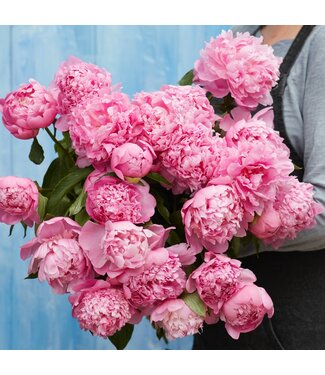 Florimo Fresh Flowers Intens roze pioenrozen "Monsieur Jules Elie" | Per bos van 10 pioenrozen