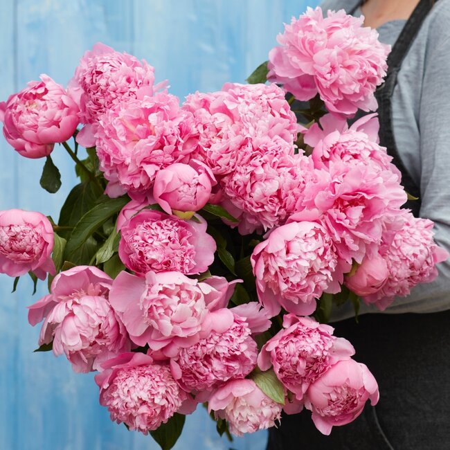 Intense pink peonies "Monsieur Jules Elie" | Can be ordered per bunch of 10 peonies
