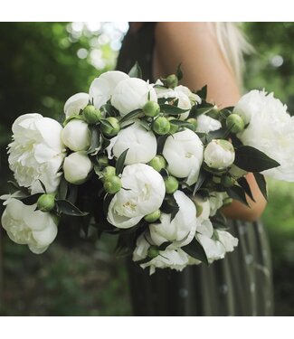 Florimo Fresh Flowers Witte pioenrozen "Duchesse de Nemours" | Per bos van 10 pioenrozen