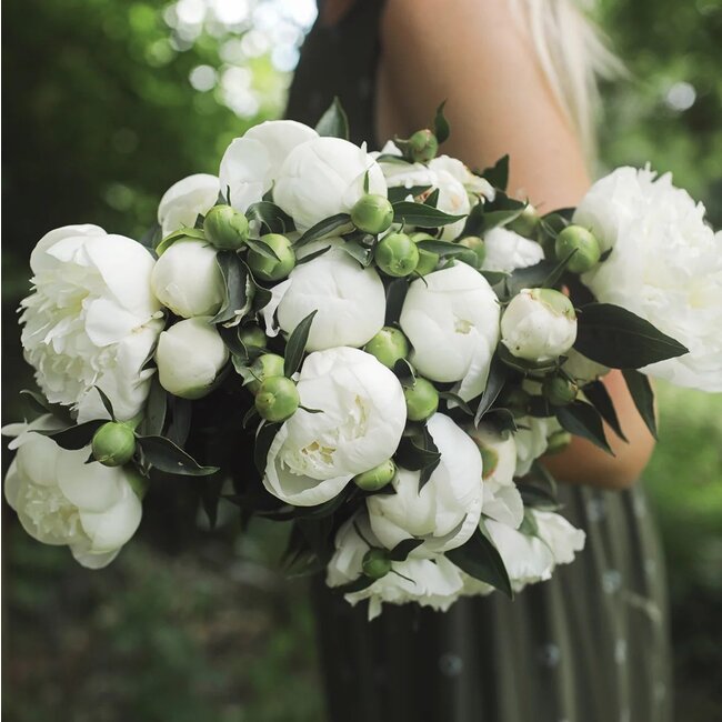 White peonies "Duchesse de Nemours" | Can be ordered per bunch of 10 peonies