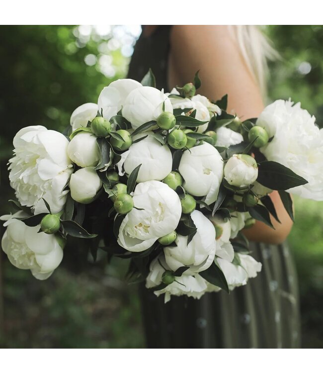 Witte pioenrozen "Duchesse de Nemours" | Per bos van 10 pioenrozen te bestellen