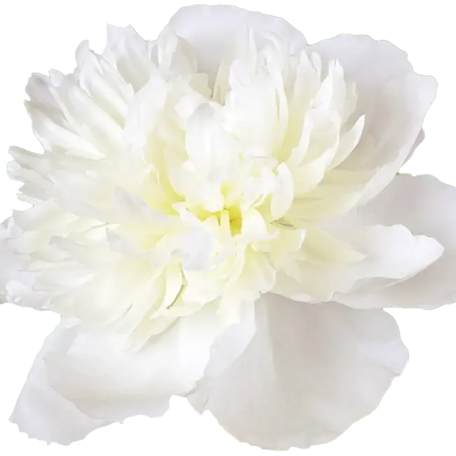 Witte pioenrozen "Duchesse de Nemours" | Per bos van 10 pioenrozen te bestellen