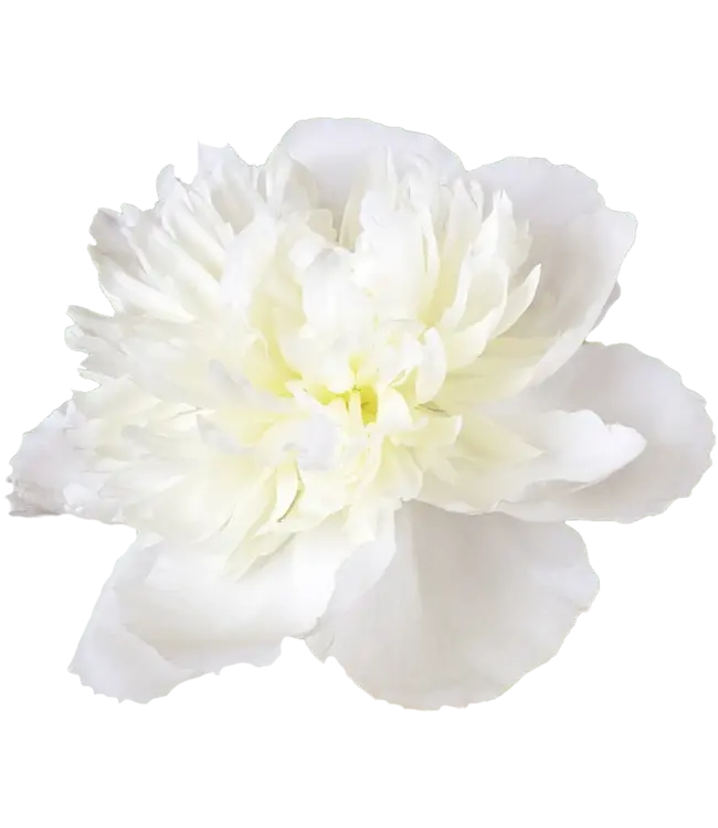 Witte pioenrozen "Duchesse de Nemours" | Per bos van 10 pioenrozen te bestellen