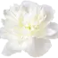 White peonies "Duchesse de Nemours" | Can be ordered per bunch of 10 peonies