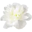 White peonies "Duchesse de Nemours" | Can be ordered per bunch of 10 peonies