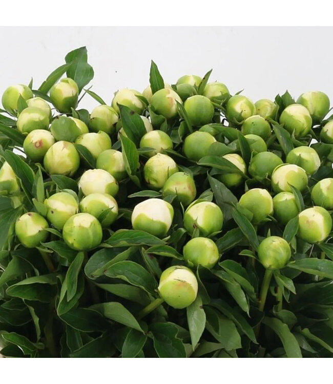 Witte pioenrozen "Duchesse de Nemours" | Per bos van 10 pioenrozen te bestellen