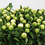 White peonies "Duchesse de Nemours" | Can be ordered per bunch of 10 peonies