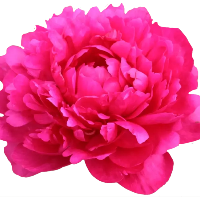 Cerise peonies "Kansas" | Per bunch of 10 peonies to order