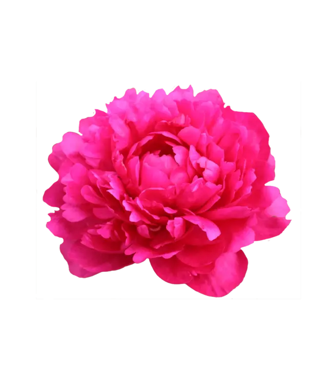 Cerise pioenrozen "Kansas" | Per bos van 10 pioenrozen te bestellen