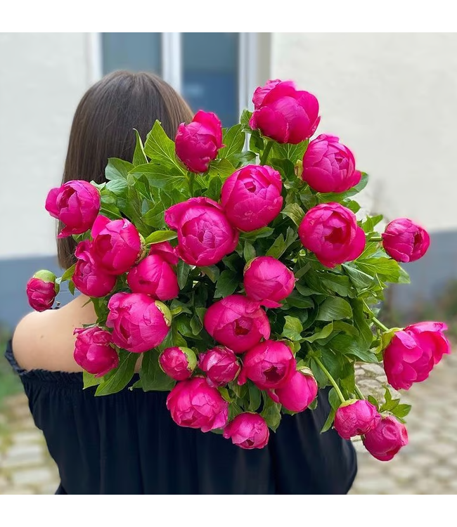 Cerise pioenrozen "Kansas" | Per bos van 10 pioenrozen te bestellen