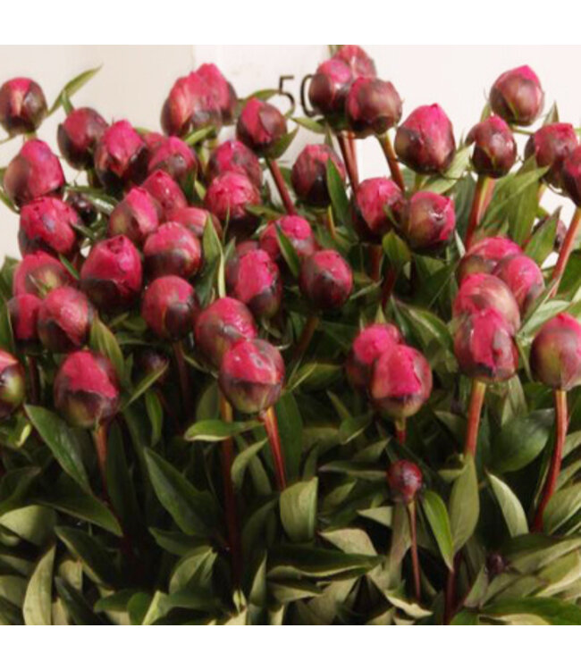 Cerise pioenrozen "Kansas" | Per bos van 10 pioenrozen te bestellen