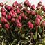 Cerise peonies "Kansas" | Per bunch of 10 peonies to order