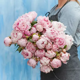 Florimo Fresh Flowers Roze pioenrozen "Sarah Bernhardt" | Per bos van 10 pioenrozen