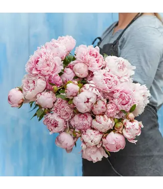 Florimo Fresh Flowers Roze pioenrozen "Sarah Bernhardt" | Per bos van 10 pioenrozen