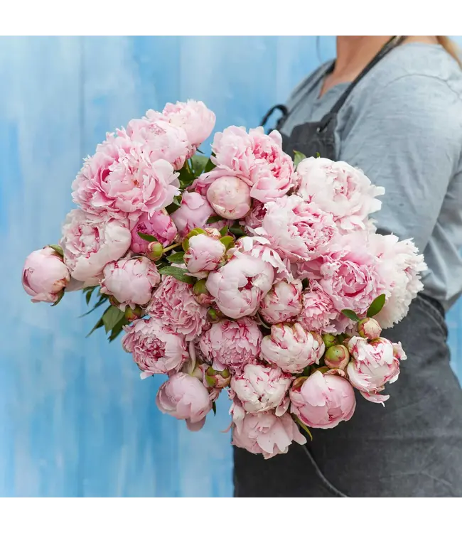 Roze pioenrozen "Sarah Bernhardt" | Per bos van 10 pioenrozen te bestellen