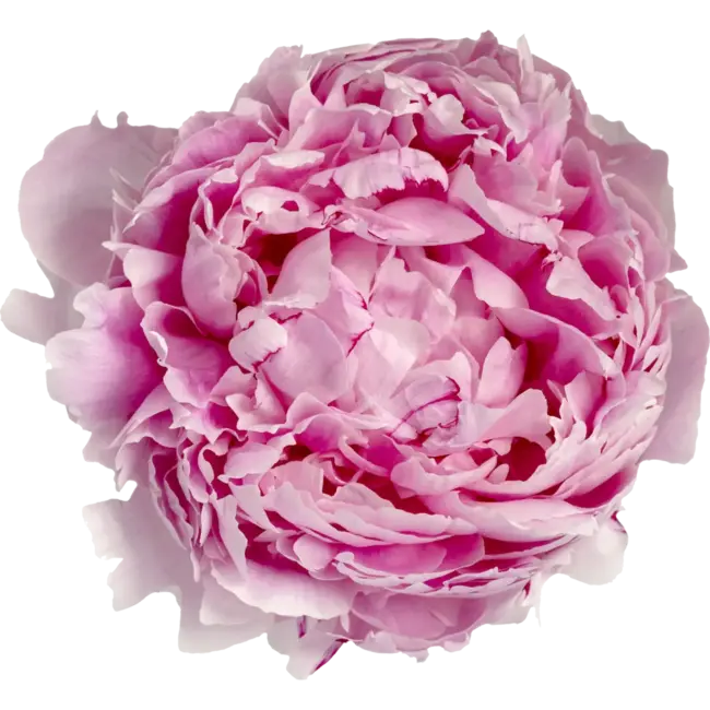 Roze pioenrozen "Sarah Bernhardt" | Per bos van 10 pioenrozen te bestellen