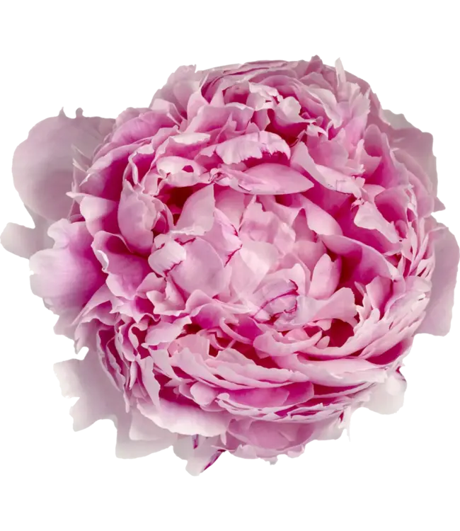 Roze pioenrozen "Sarah Bernhardt" | Per bos van 10 pioenrozen te bestellen