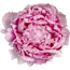 Pink peonies "Sarah Bernhardt" | Per bunch of 10 peonies to order