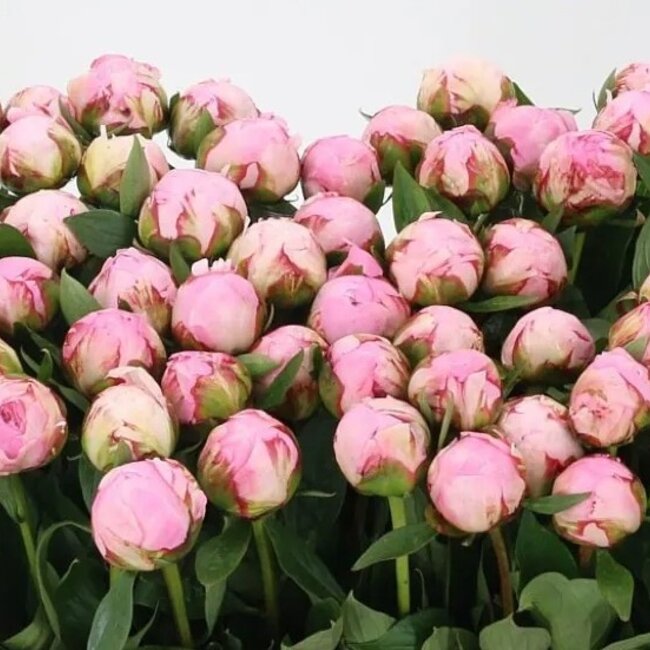 Roze pioenrozen "Sarah Bernhardt" | Per bos van 10 pioenrozen te bestellen