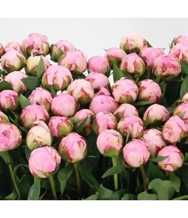 Rosa Pfingstrosen „Sarah Bernhardt“ | Kann pro Bund mit 10 Pfingstrosen bestellt werden