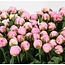 Pink peonies "Sarah Bernhardt" | Per bunch of 10 peonies to order