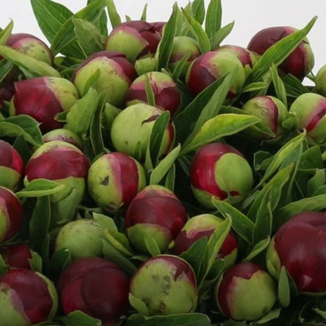 Red peonies "Red Charm" | Per bunch of 10 peonies to order