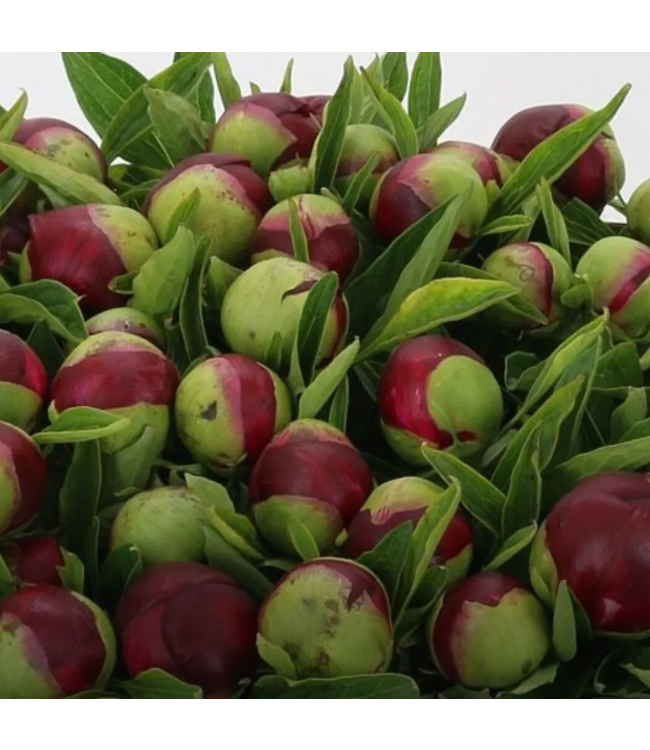 Rode pioenrozen "Red Charm" | Per bos van 10 pioenrozen te bestellen