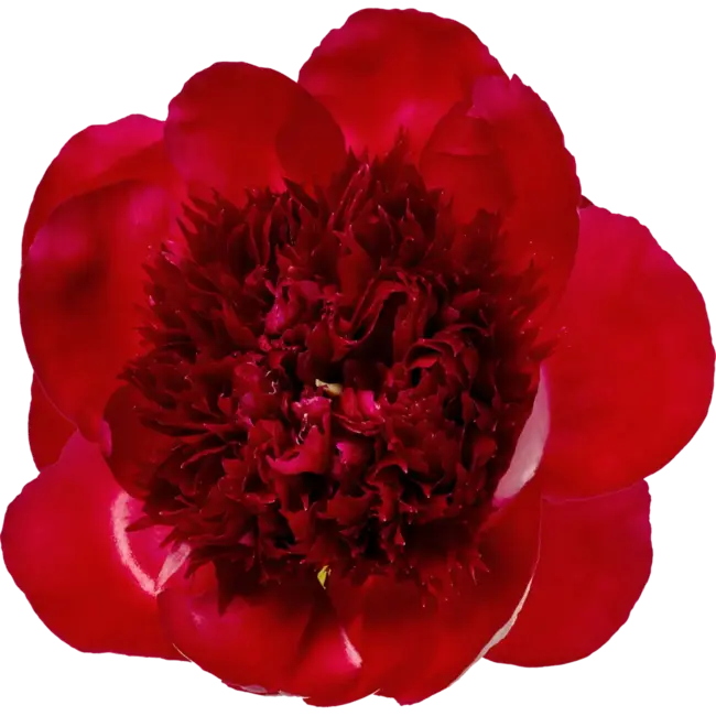 Red peonies "Red Charm" | Per bunch of 10 peonies to order