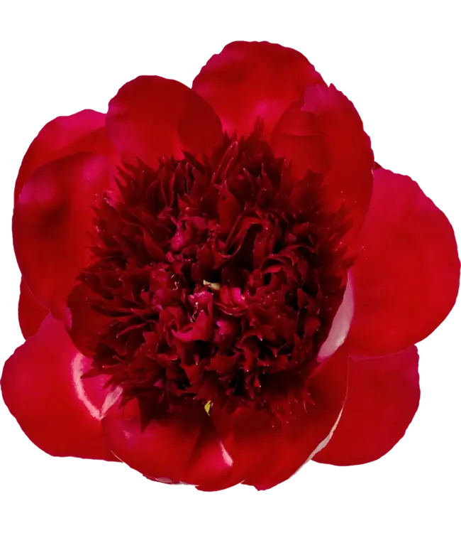 Rote Pfingstrosen „Red Charm“ | Kann pro Bund mit 10 Pfingstrosen bestellt werden