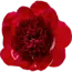 Red peonies "Red Charm" | Per bunch of 10 peonies to order