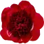 Red peonies "Red Charm" | Per bunch of 10 peonies to order