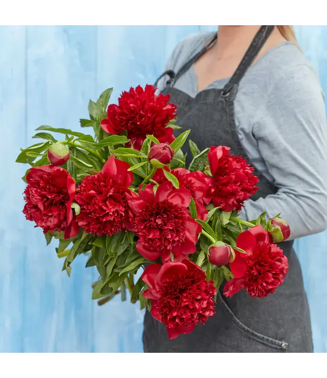 Rote Pfingstrosen „Red Charm“ | Kann pro Bund mit 10 Pfingstrosen bestellt werden