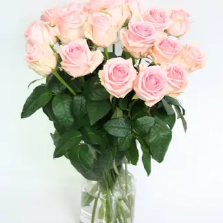 Florimo Fresh Flowers Fresh light pink roses - HOT DEAL - Length ± 60 centimeters - Per 10 pieces