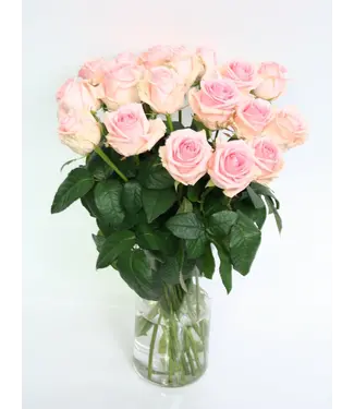 Florimo Fresh Flowers Frische hellrosa Rosen – ANGEBOTSSCHLAGER – Länge ± 60 Zentimeter – Pro 10 Stück