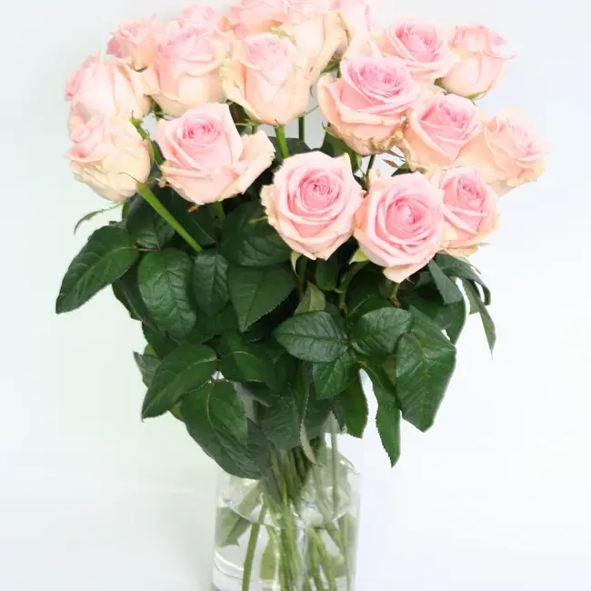 Verse lichtroze rozen - PRIJSPAKKER - Lengte ± 60 centimeter - Per 10 stuks te bestellen