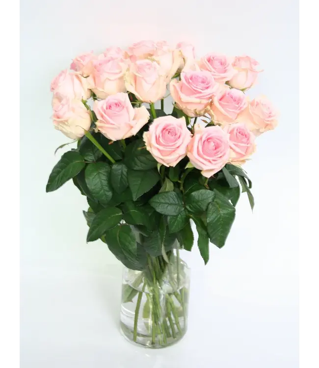 Verse lichtroze rozen - PRIJSPAKKER - Lengte ± 60 centimeter - Per 10 stuks te bestellen