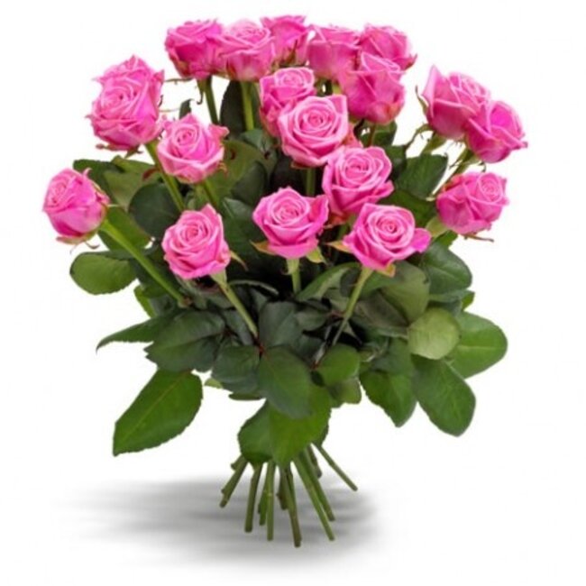 Fresh dark pink roses - HOT DEAL - Length ± 60 centimeters - Can be ordedark pink per 10 pieces