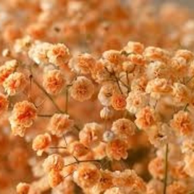 Frische orangefarbene Gypsophila paniculata | Orange Gypsophila paniculata Xlence | 40 Gramm | 25 Zweige pro Strauß | Bestellung pro Strauß