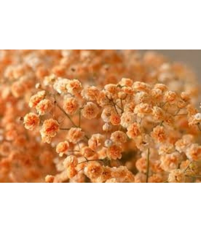 Vers oranje Gipskruid | Oranje Gypsophila paniculata Xlence | 40 gram | 25 takken per bos | Per bos te bestellen