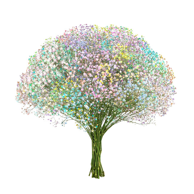 Fresh rainbow pastel mix Gypsophila paniculata Xlence | 40 grams | 25 branches per bunch